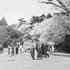 Visitors enjoy a springtime stroll through the Arnold Arboretum. Courtesy of Boston Public Library, Jamaica Plain branch.