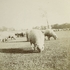<p>Sheep graze in Franklin Park.  Photograph courtesy of Greg French.</p><br/>