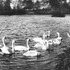 <p>Photograph of children feeding the swans at Jamaica Pond taken from a period postcard (circa 1900).  A high resolution version of this photograph can be <a href="/storage/gallery-full-resolution/feeding_swans.tiff">downloaded here</a>.</p><br/>