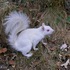 <p><span>The famous White Squirrel made its home on the shores of the Jamaica Pond. An older gentleman named George made sure that the White Squirrel was well fed. Although the White Squirrel no longer graces the shores of Jamaica Pond, he lives on in the hearts and memories of those who loved to watch him scamper around on the grounds and through the trees along Jamaica Pond’s shores. This photograph was taken in August of 2007 and appears here courtesy of Photos by Abby.</span></p><br/>